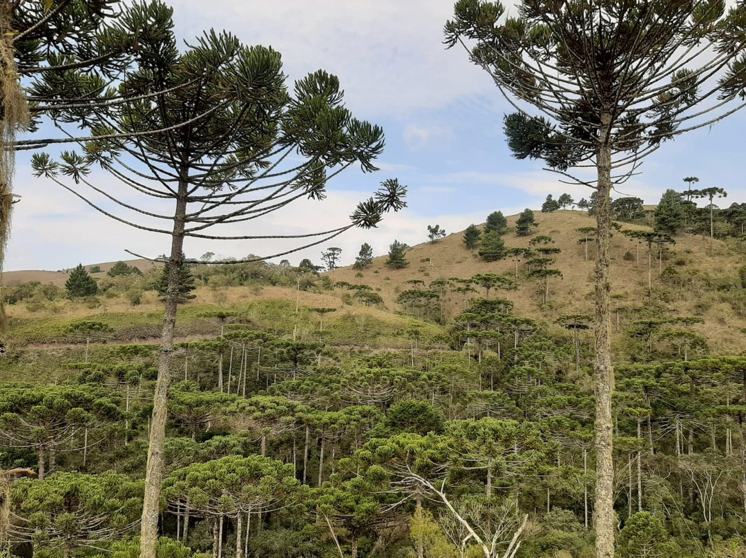 Parque Estadual Campos do Jordao景点图片