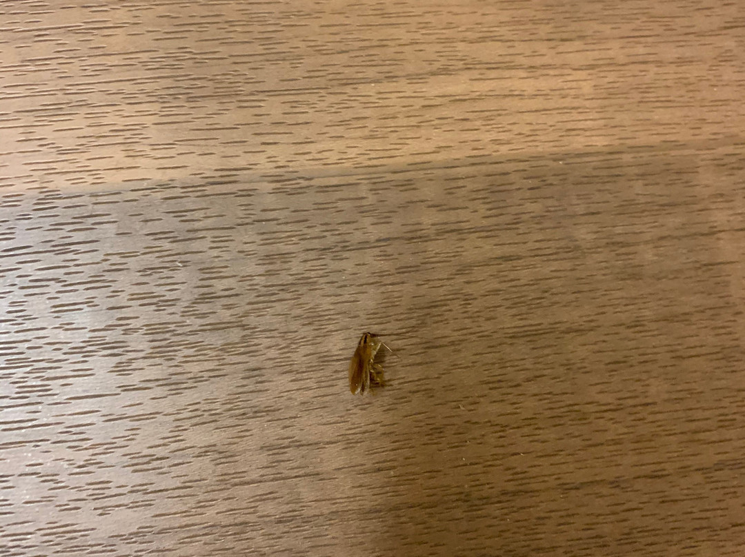 Extended Stay America - Cleveland - Middleburg Heights主图