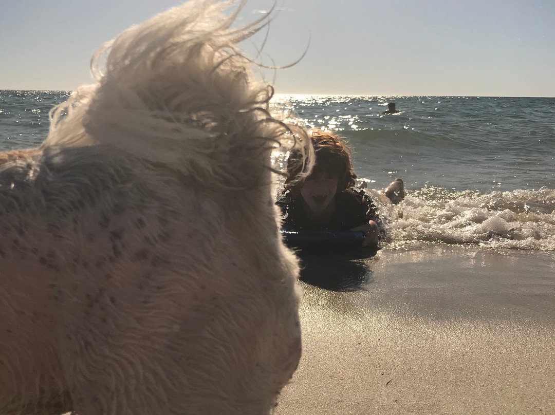 South Fremantle Dog Beach景点图片