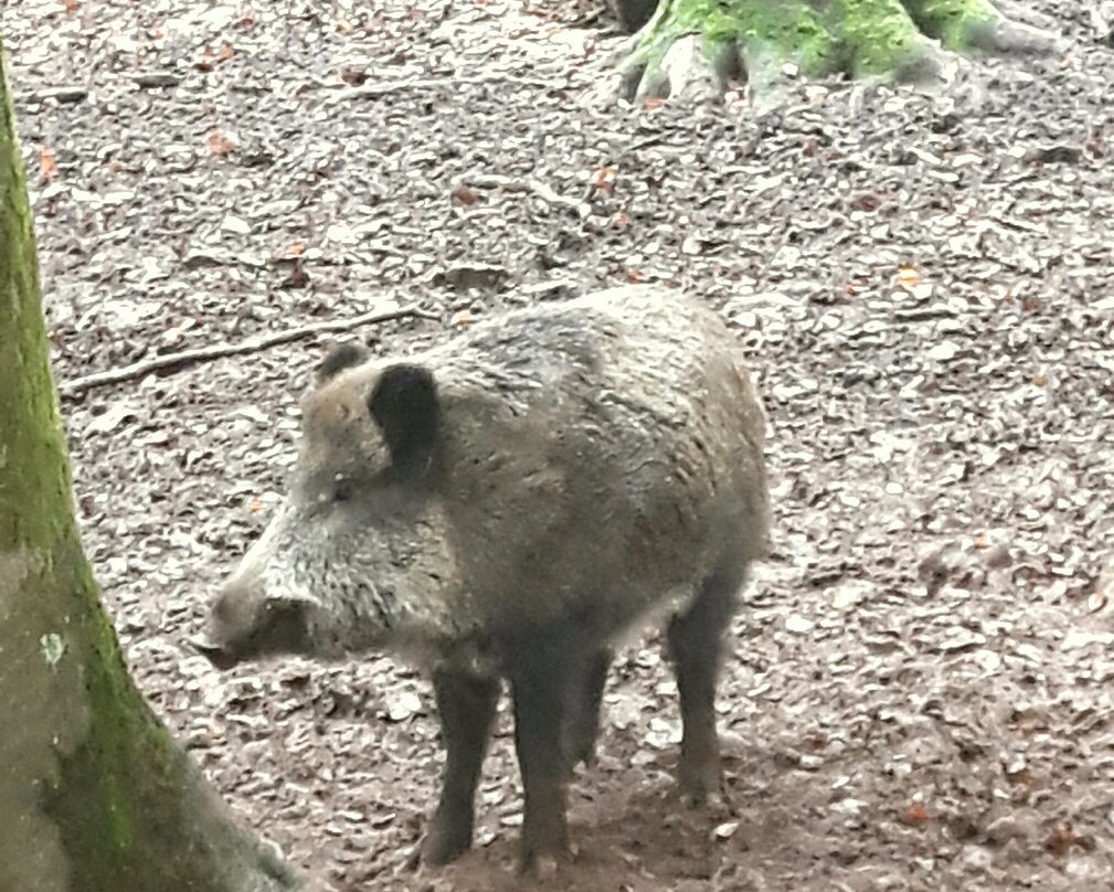 Wildpark Betzenberg景点图片