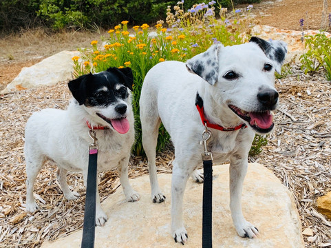 艾森豪威尔公园-圣安东尼奥市必去景点