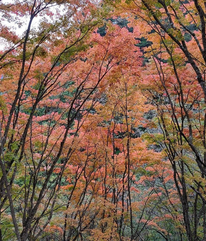 Okutama Shuyu Road-桧原村必去景点