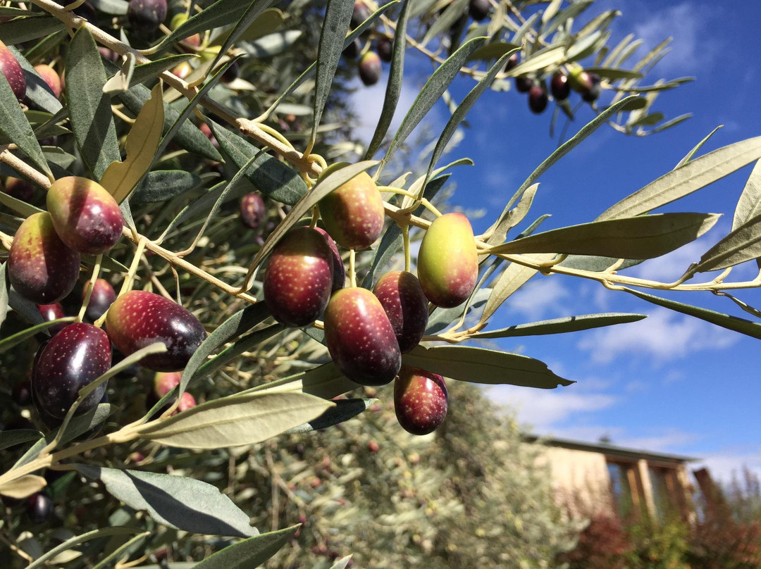 Aceite Artajo-Fontellas必去景点