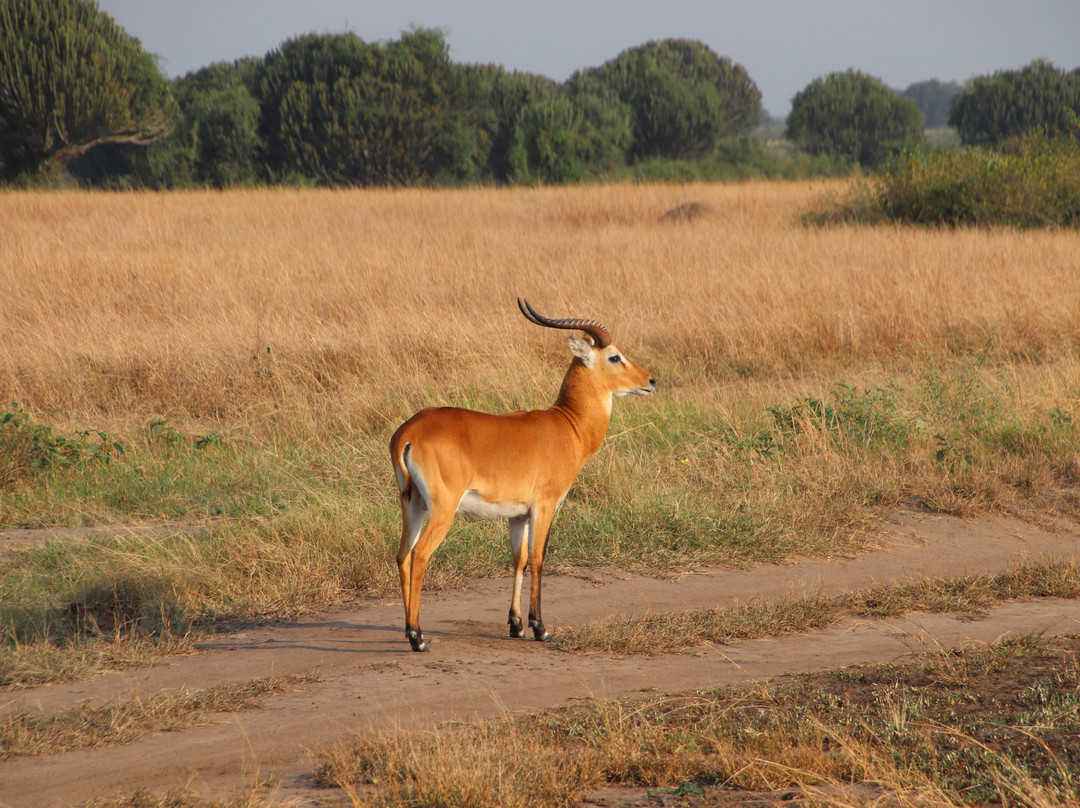 Mambo Gorilla Safari Uganda-吉佳利必去景点