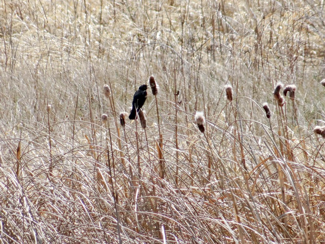 Elizabeth Hall Wetlands景点图片