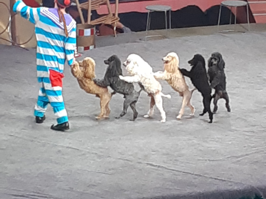 Sochi State Circus-索契必去景点