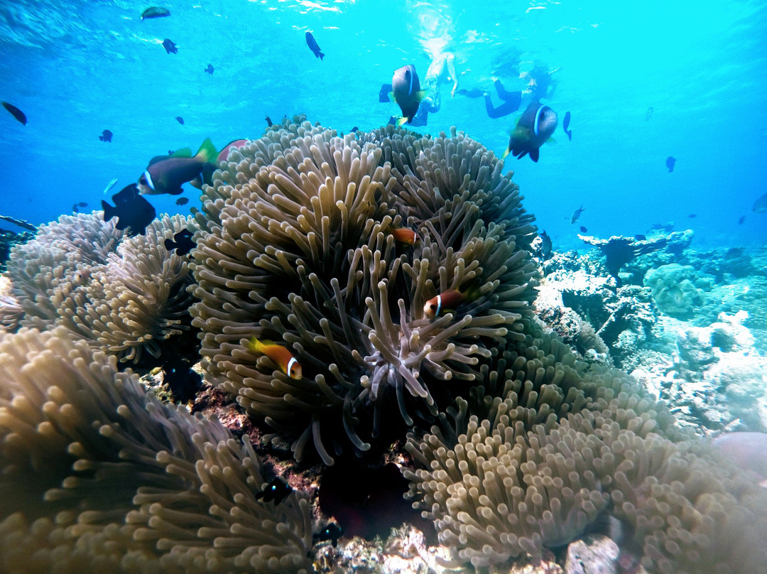 Day Tours Maafushi-马富士岛必去景点