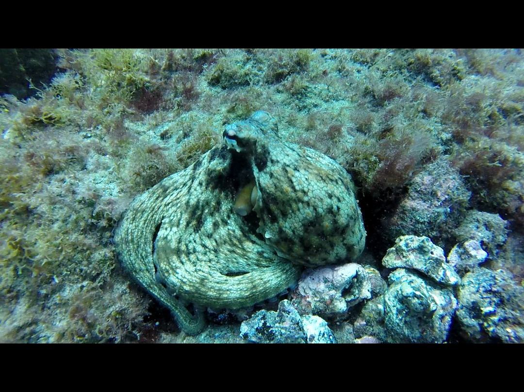 Buceo Sur Gran Canaria景点图片