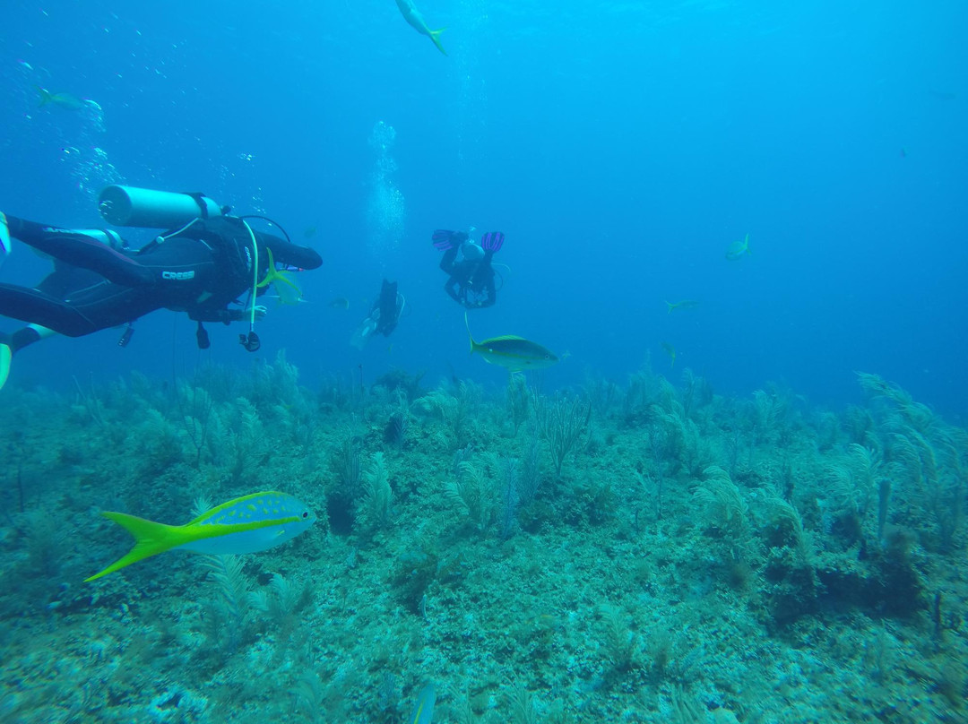 Diving Center Cayo Largo del Sur景点图片