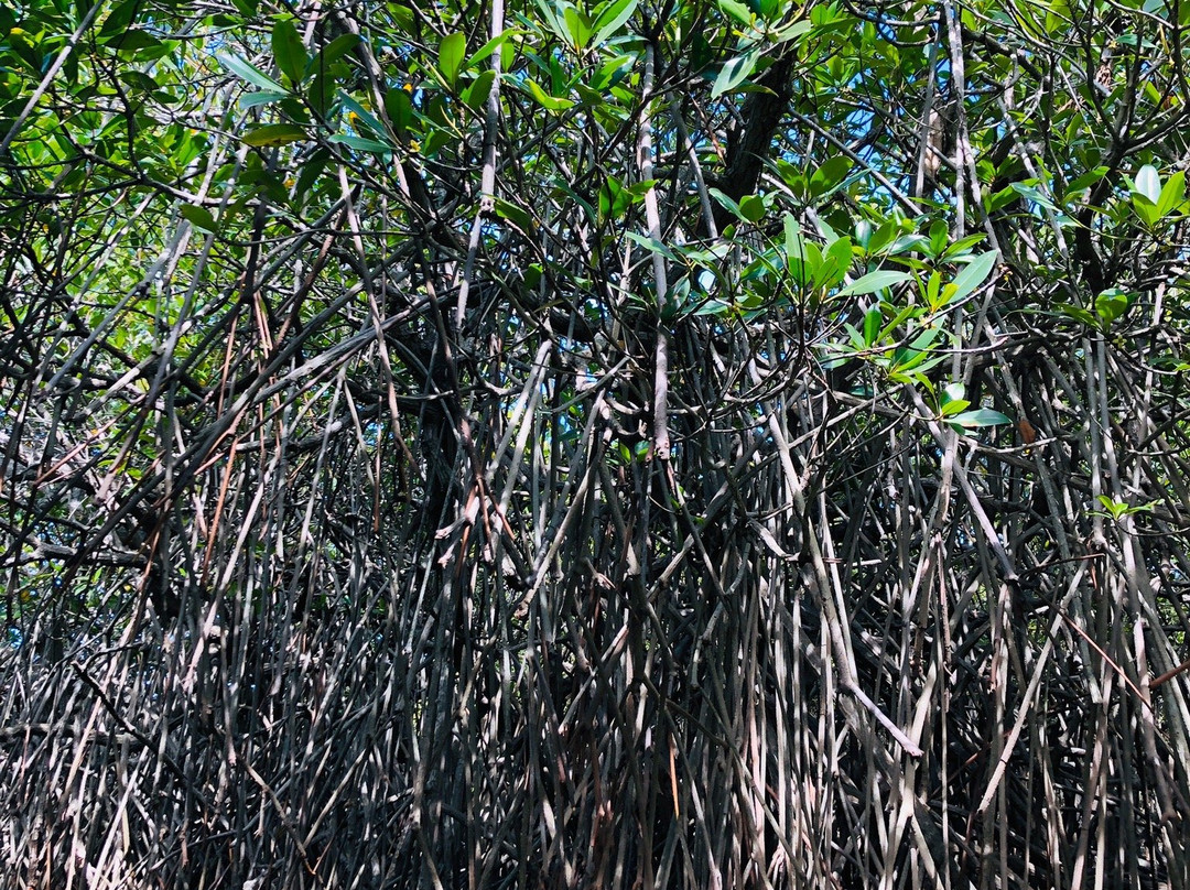 Pichavaram景点图片