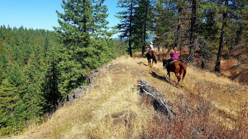 Bridle Path Quarter Horses景点图片