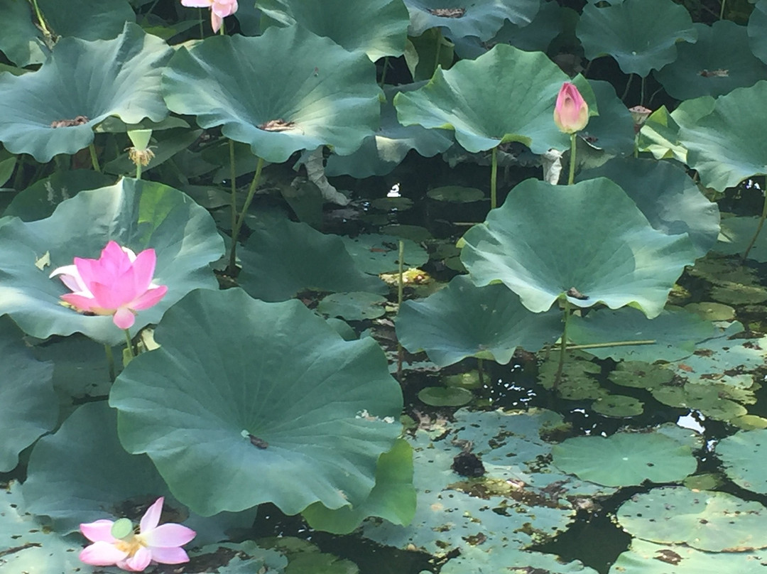 Screaming Raptor Zip Lines-Petersburg必去景点