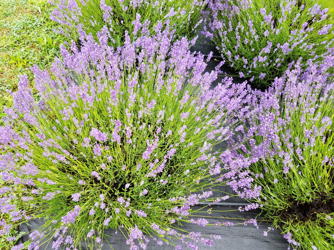 Fragrant Isle Lavender Farm & Shop-Washington Island必去景点