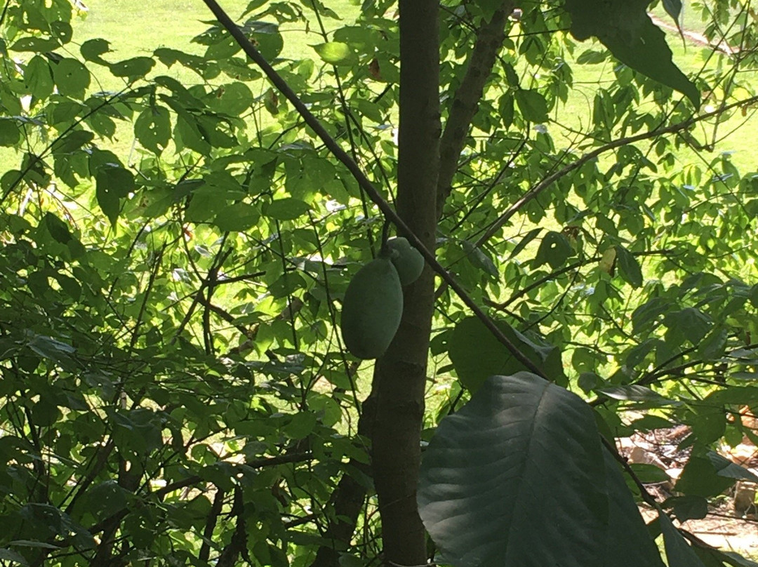 Jackson River Scenic Trail