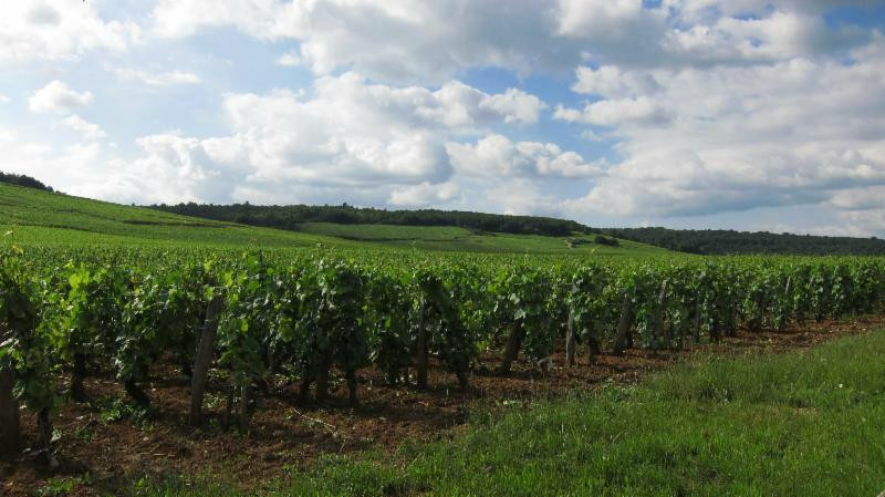 Greenhill Winery and Vineyards景点图片