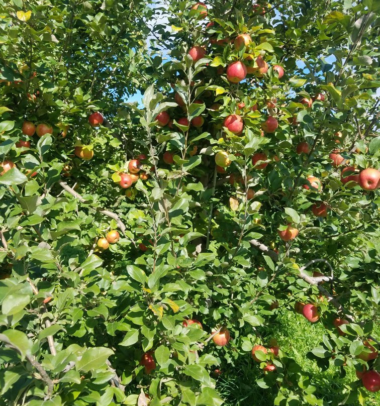 Happy Valley Orchard景点图片