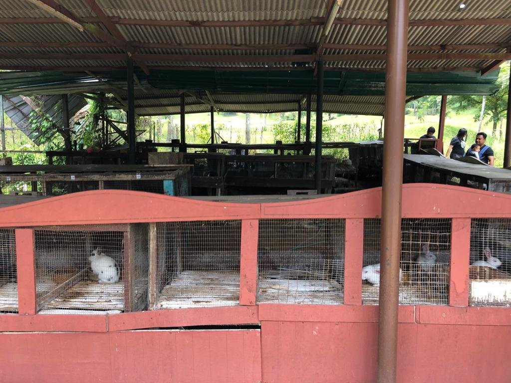 Bukit Tinggi Rabbit Farm-文冬必去景点