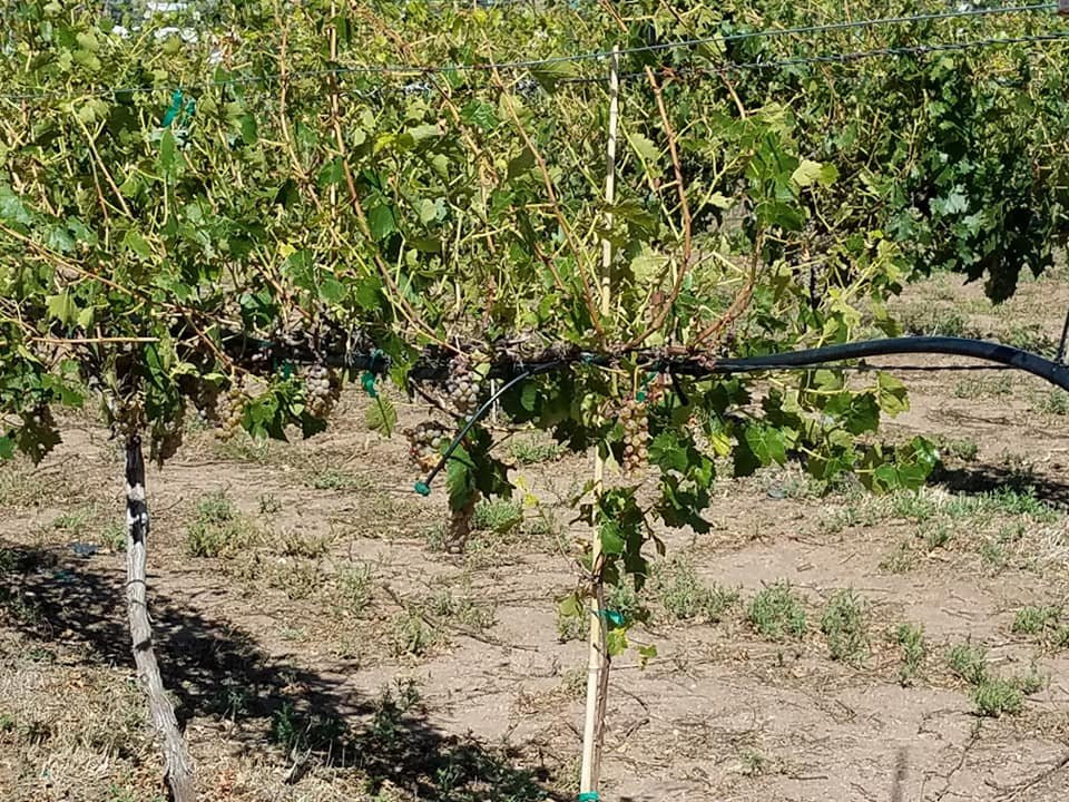 Bruzzi Vineyard-Young必去景点