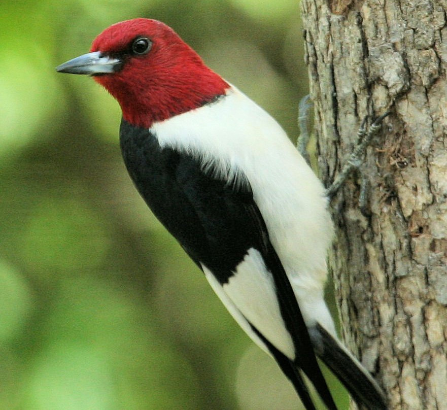 Meadow Park Lake-Crossville必去景点