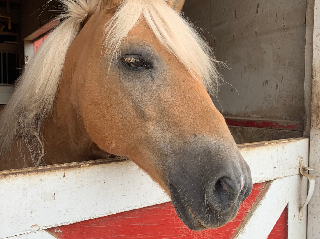 Palos Hills Riding Stables-Palos Hills必去景点