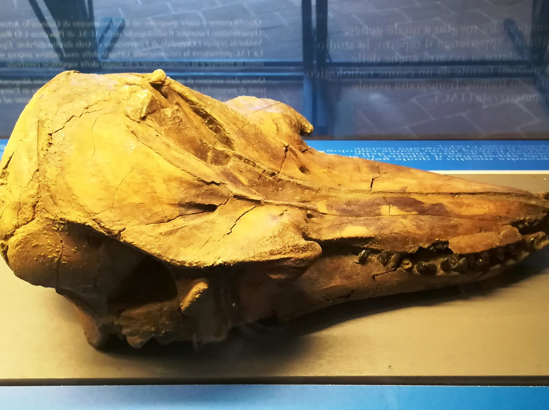 Museo Geologico G. Cortesi景点图片