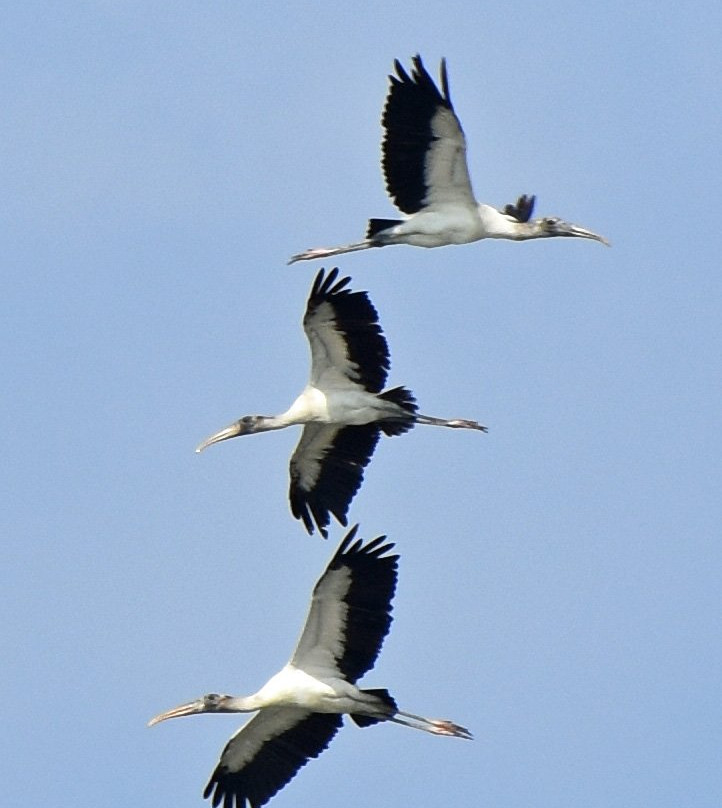 Barrier Islands Eco Tours-棕榈岛必去景点
