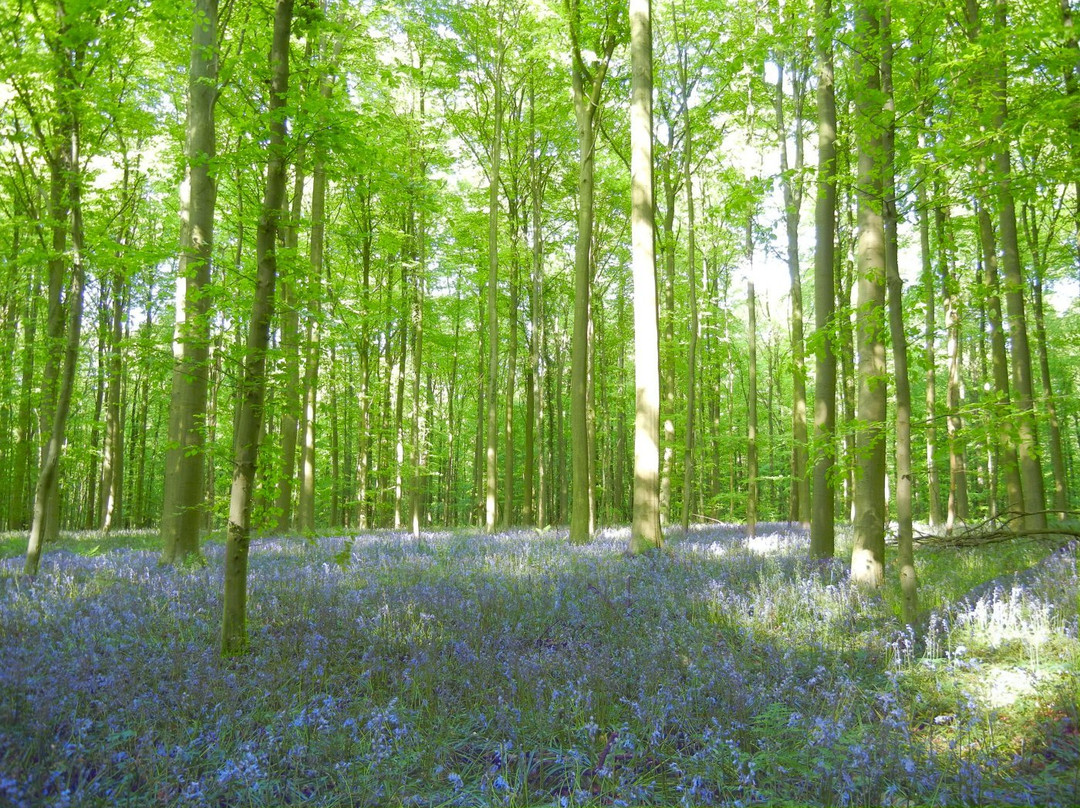 Hallerbos-哈勒必去景点
