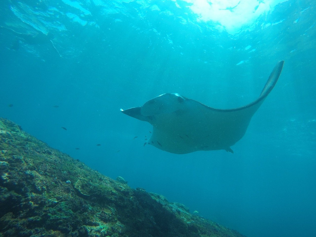 Penida Snorkeling Tour-克隆孔必去景点