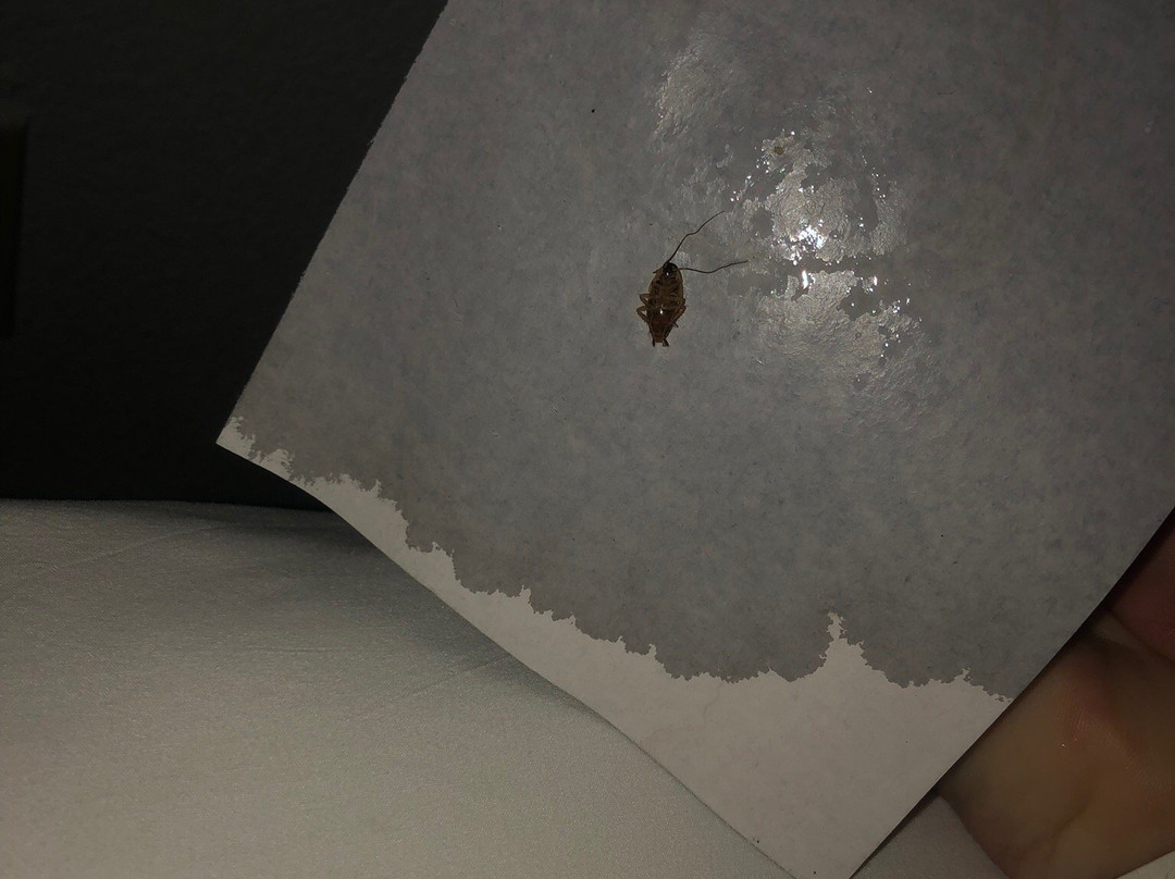 Rodeway Inn & Suites Williamsburg Central主图