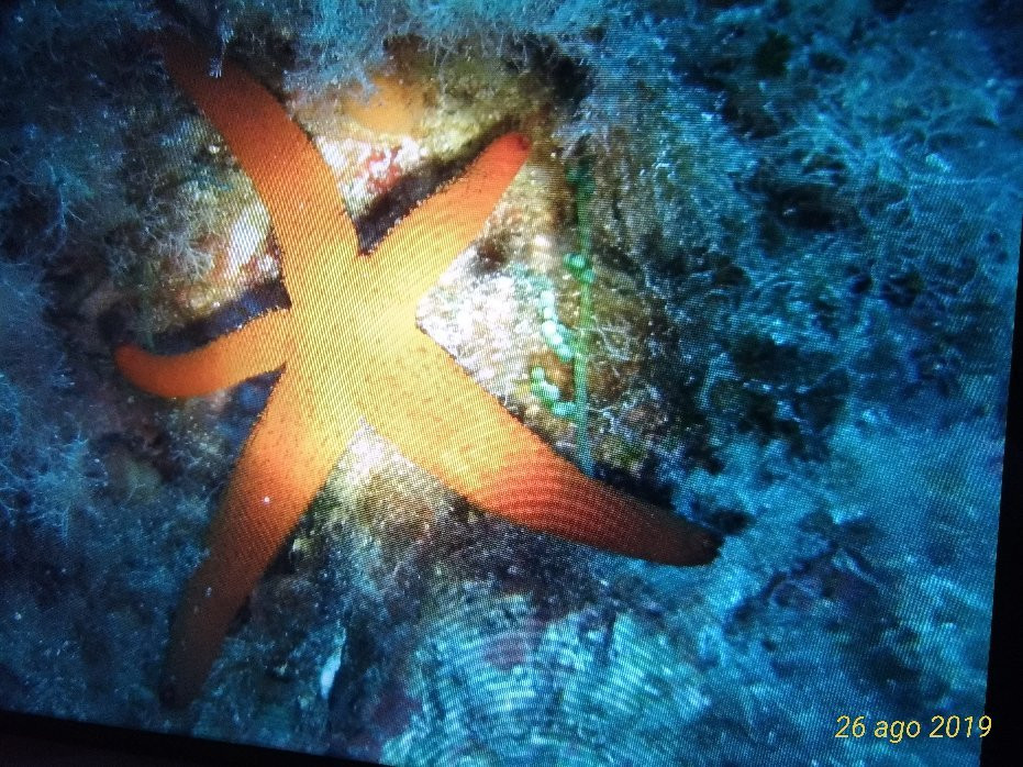 Cala d'Oliva Diving Center-Cala d'Oliva必去景点