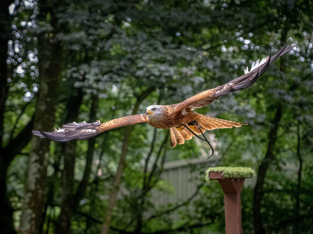 Loch Lomond Bird of Prey Centre景点图片