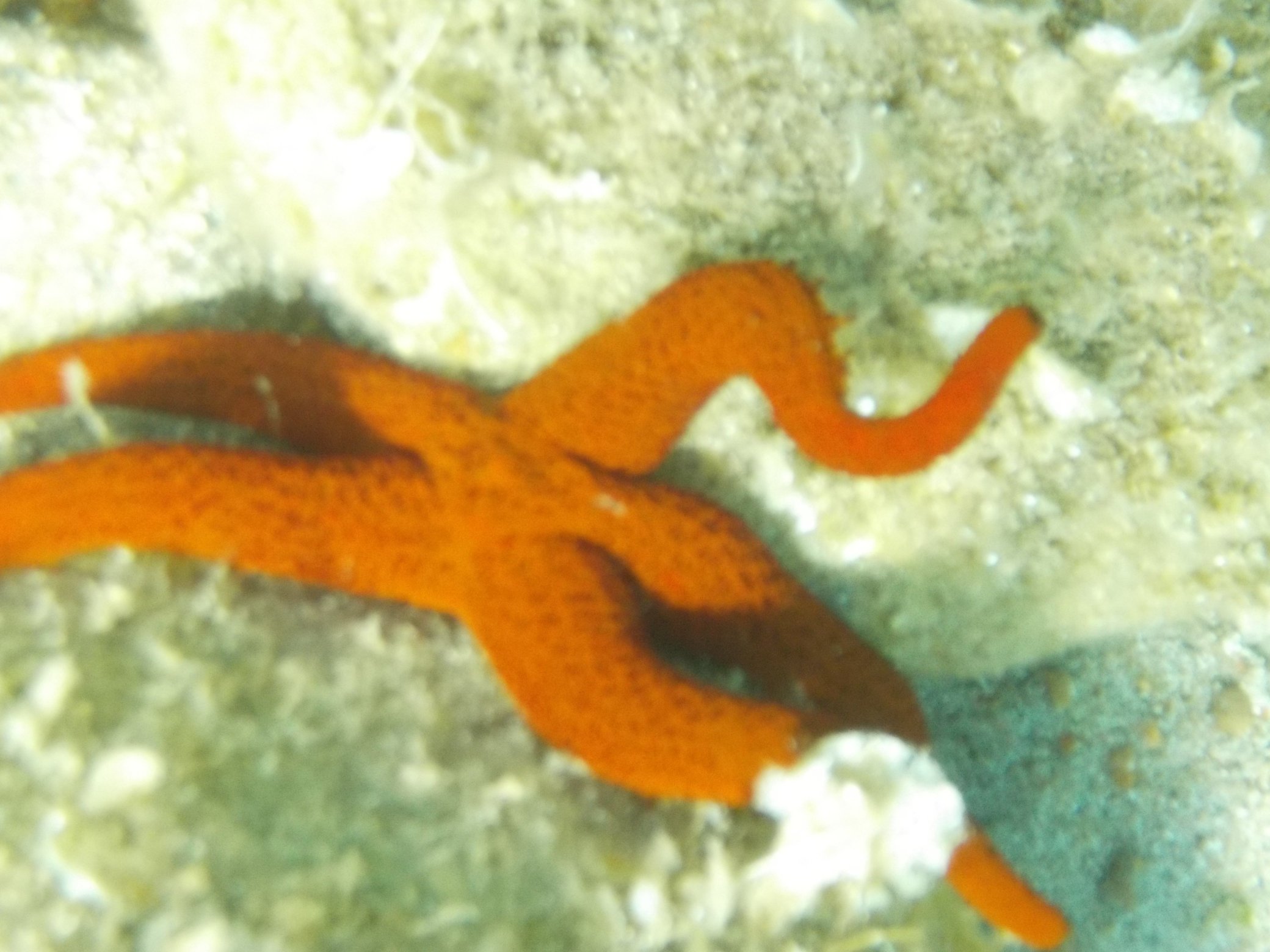 B&B Cala Peticchia-泳池