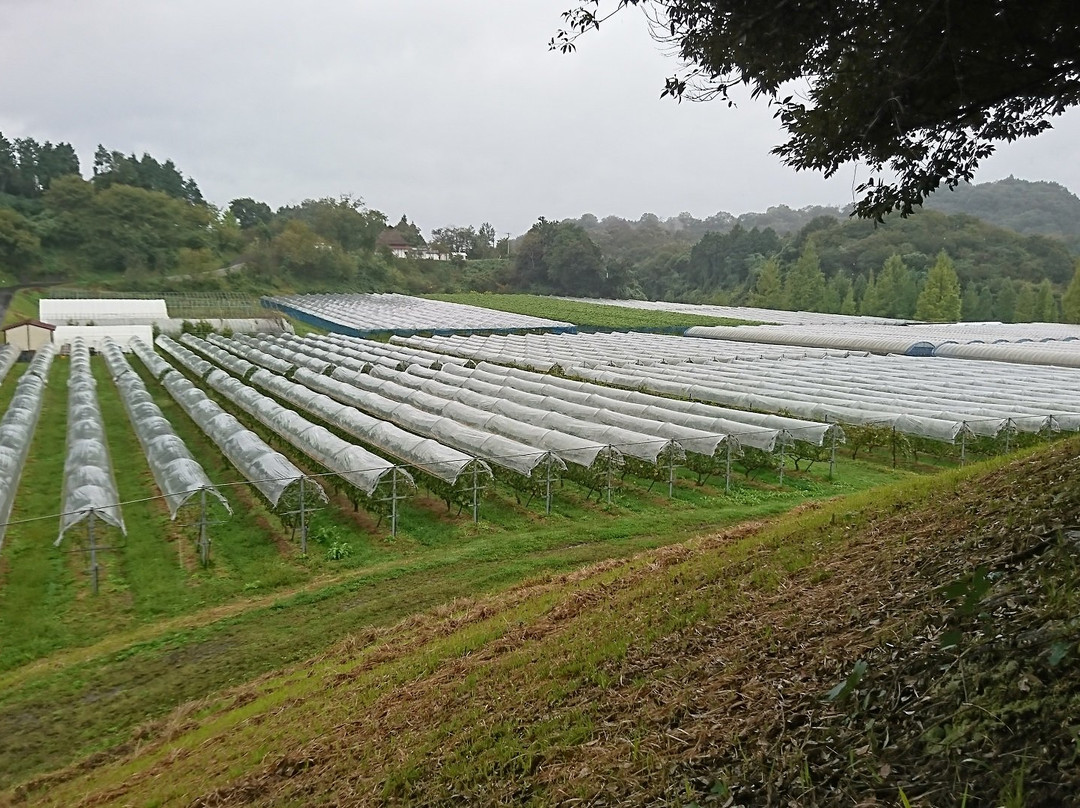 Oku-izumo Vineyard-云南市必去景点