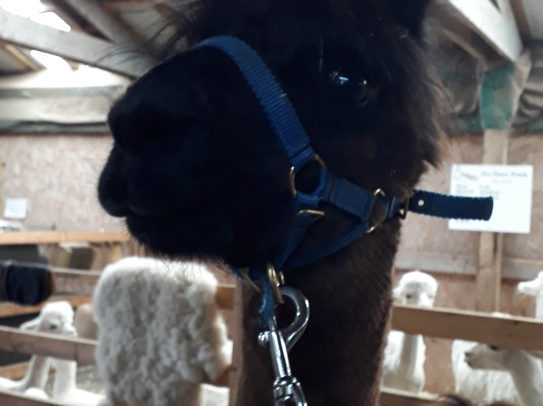 The Alpaca Trekking Centre景点图片