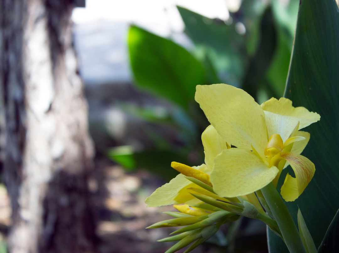 Orto Botanico dell'Università di Catania景点图片