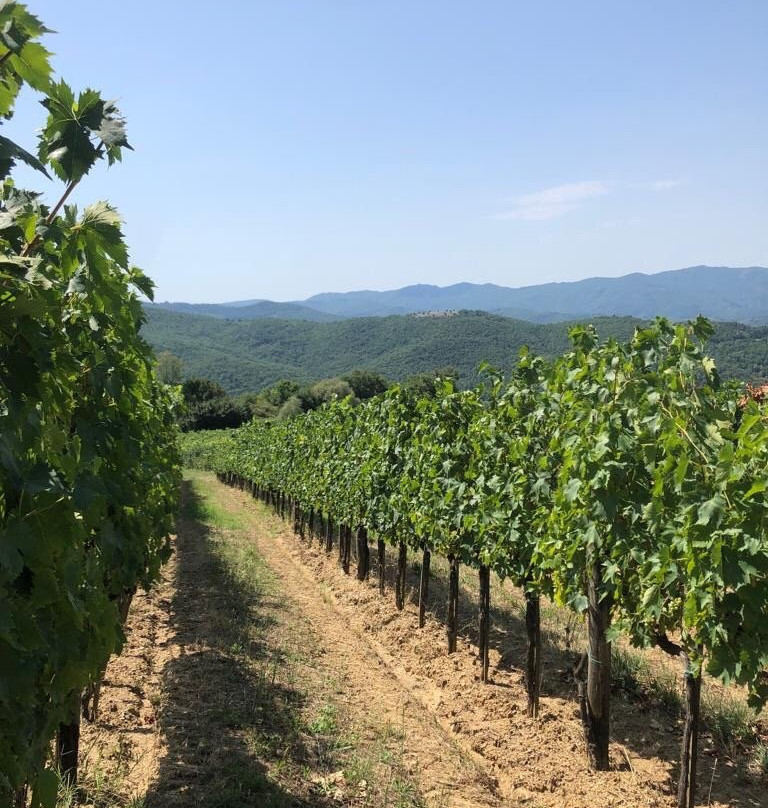 Pomaio - Wines & Hospitality景点图片