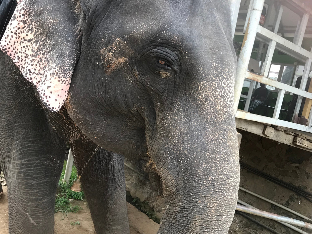 Elephant Junction-帖可迪必去景点