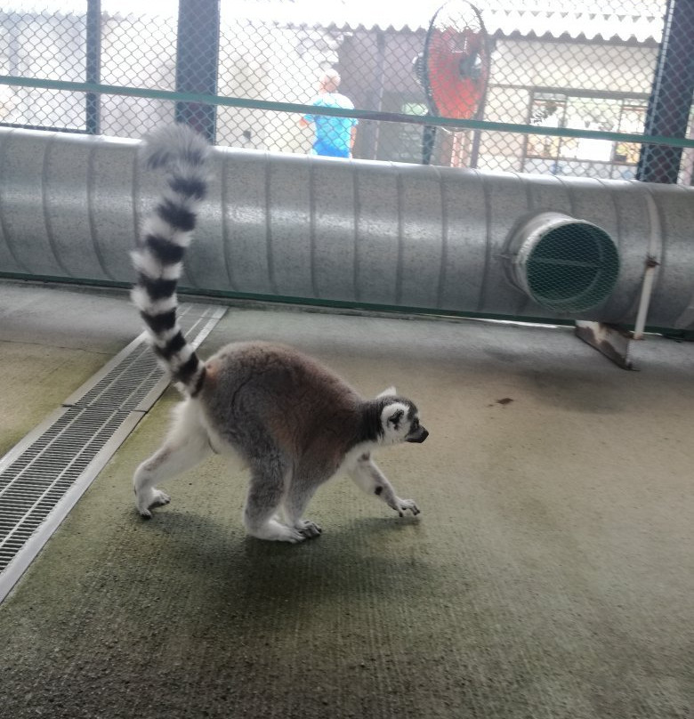 Iwate Safari Park-一关市必去景点
