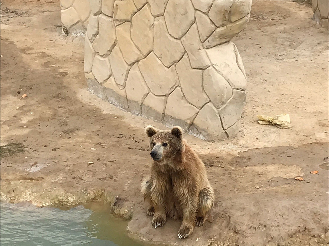 Africa Safari Park-Ash Shahid Ahmad Badawi必去景点
