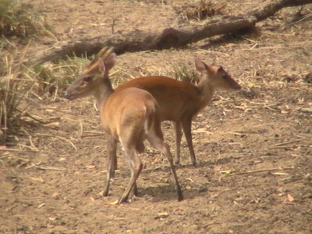 null-Wilpattu National Park