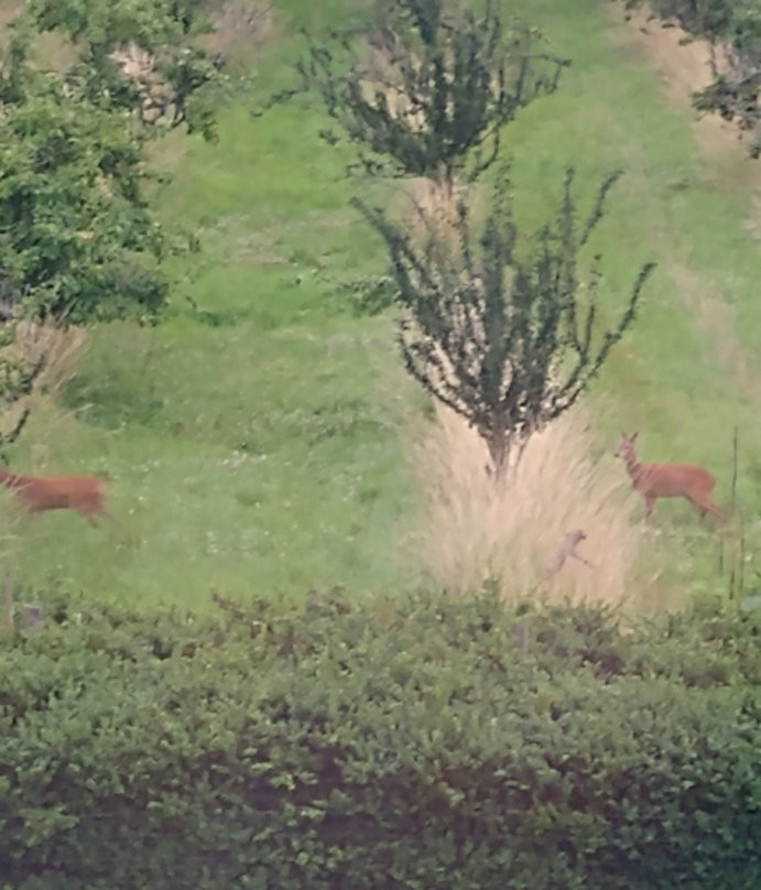 Shakespeare's View主图