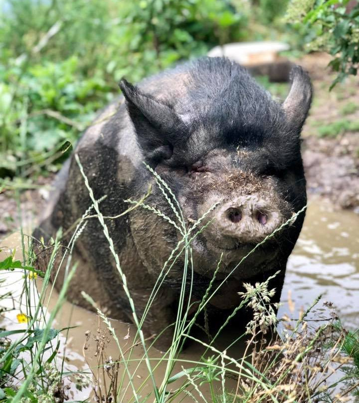 National Animal Welfare Trust Berkshire-Great Shefford必去景点