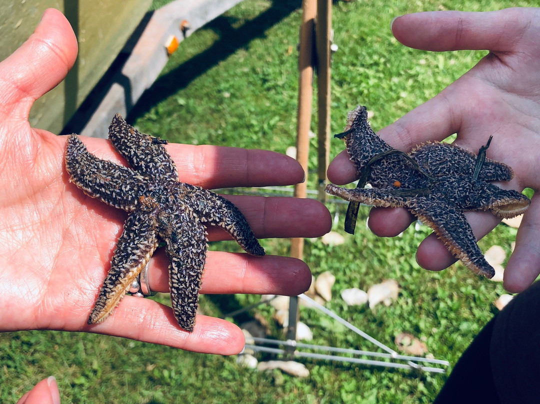 Oyster Lovers Experience-Belfast必去景点