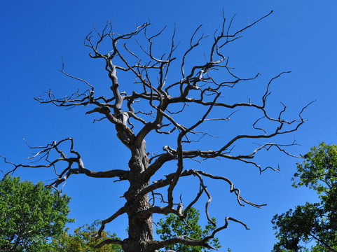 Loode Oak Forest-Lahekula必去景点