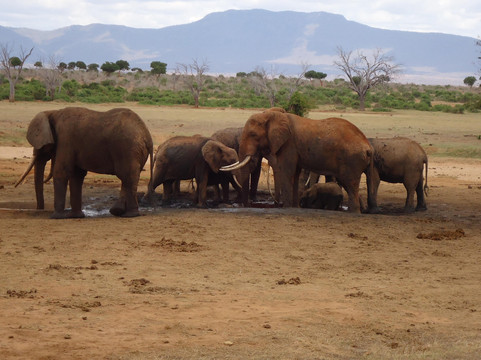 Safari Typique-蒙巴萨必去景点
