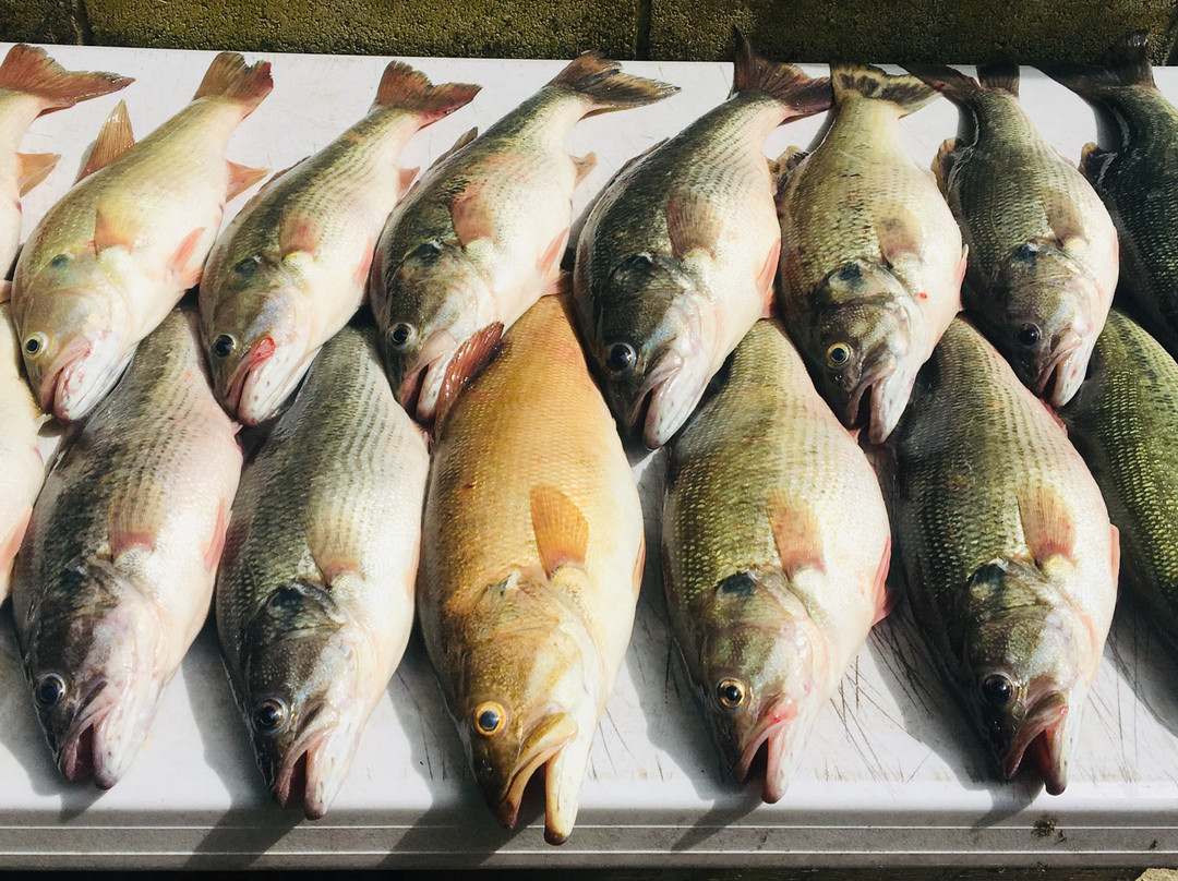 Branson Fishing Adventures-Hollister必去景点