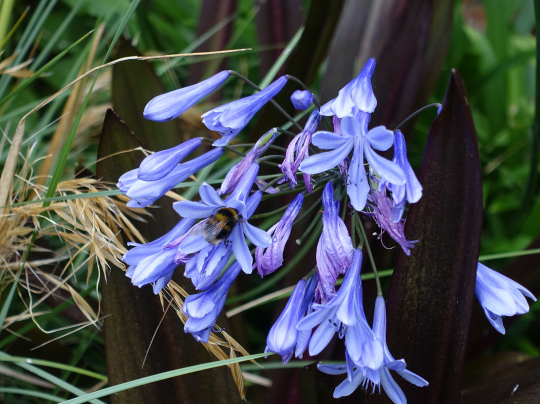 Cahernorry Church & Gardens-Ballyneety必去景点