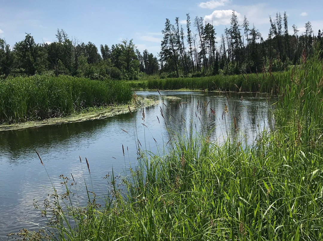 Mississippi Headwaters State Forest景点图片