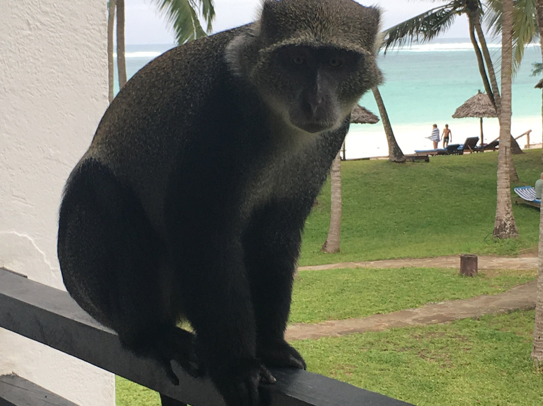 Tsavo Trails- Day Tours-迪亚尼必去景点