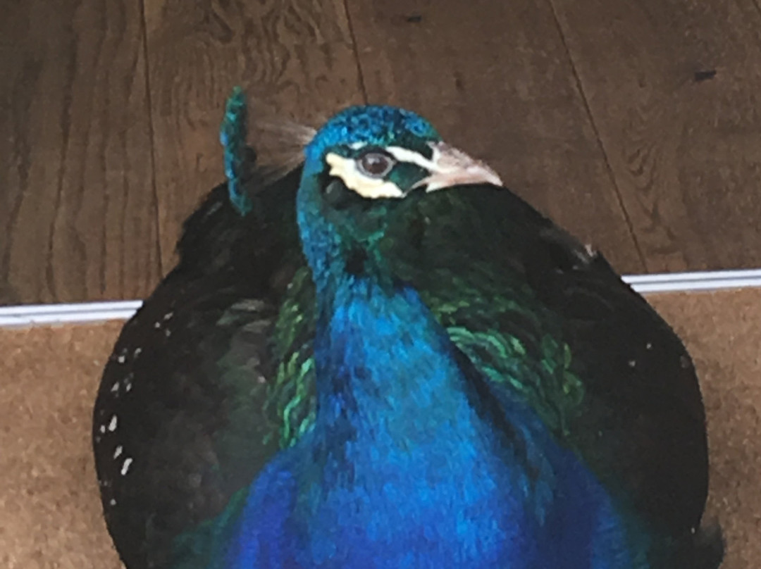 The Crown & Punchbowl主图